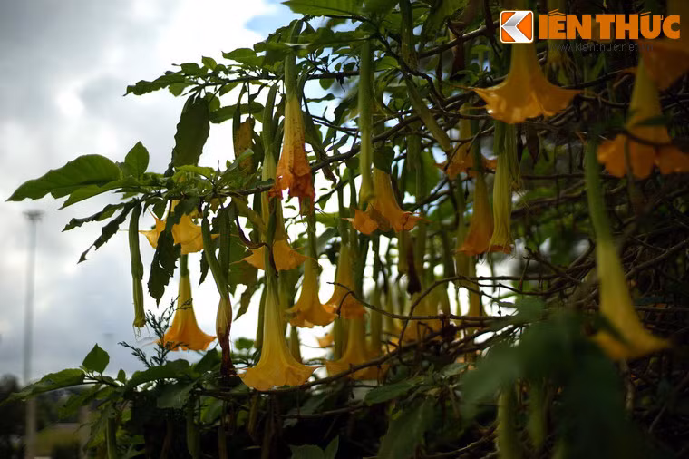 Ở dạng nhẹ, bệnh nhân ngộ độc có biểu hiện nôn trớ, mệt mỏi, choáng váng... Ở dạng ngộ độc nặng, người bệnh có thể bị suy thận, suy tim cấp... nếu không được cấp cứu kịp thời rất dễ dẫn đến tử vong.