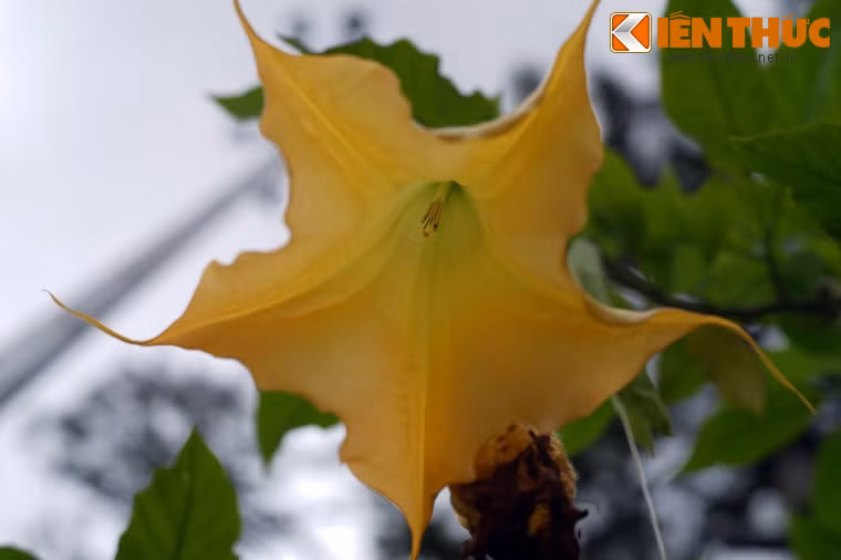 Chỉ cần uống một giọt dịch chất chiết xuất từ chất scopolamine của hoa chuông, một người khỏe mạnh có thể rơi vào trạng thái vô thức. Nạn nhân có thể sẽ nghe, làm theo lời người đối diện một cách vô thức.