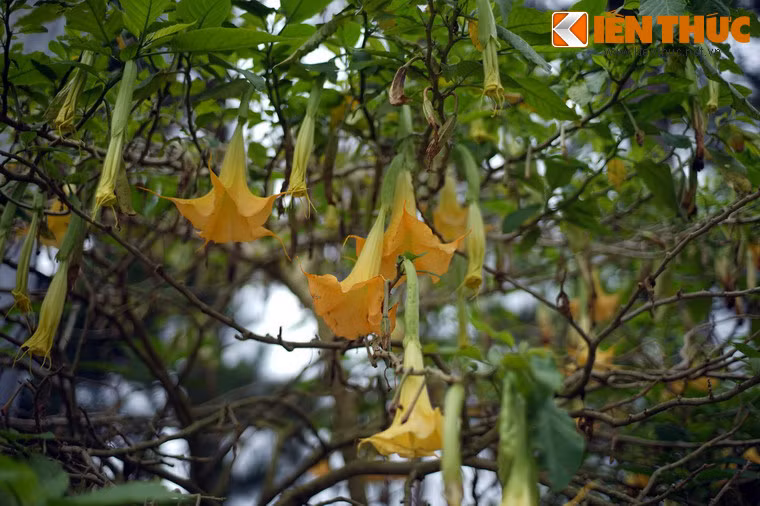 Loài cây này cũng được gọi bằng những cái tên đáng sợ như cây “thôi miên hay “hơi thở của quỷ” bởi trong hoa của chúng chứa chất gây ảo giác scopolamine.