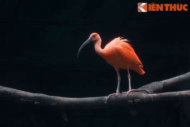 Chúng có tên khoa học là Udocimus Ruber, là một loài chim thuộc họ Cò quăm, địa bàn cư trú trong tự nhiên là vùng nhiệt đới Nam Mỹ và hải đảo vùng Caribbean.