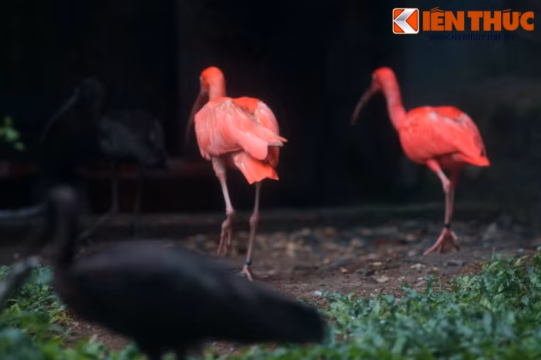 Điều đặc biệt là khi còn bé, lông của cò quăm đỏ có màu nâu xám, khi lớn mới chuyển thành màu đỏ tươi, và khi già lại chuyển dần về màu xám.