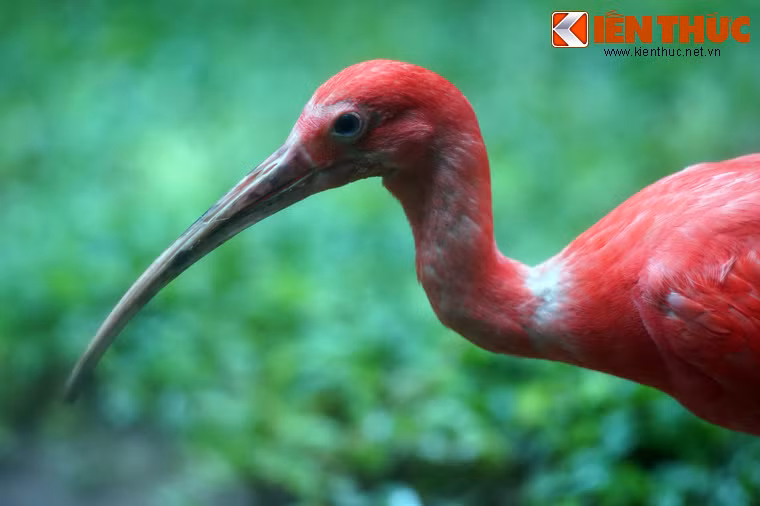 Chúng được ghi nhận là loài chim lội nước chỉ có màu đỏ duy nhất trên thế giới.
