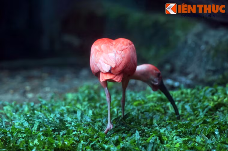 Môi trường sinh sống của cò quăm đỏ là vùng ngập nước, đầm lầy. Thức ăn ưa thích của chúng là tôm, cua nhỏ, côn trùng…