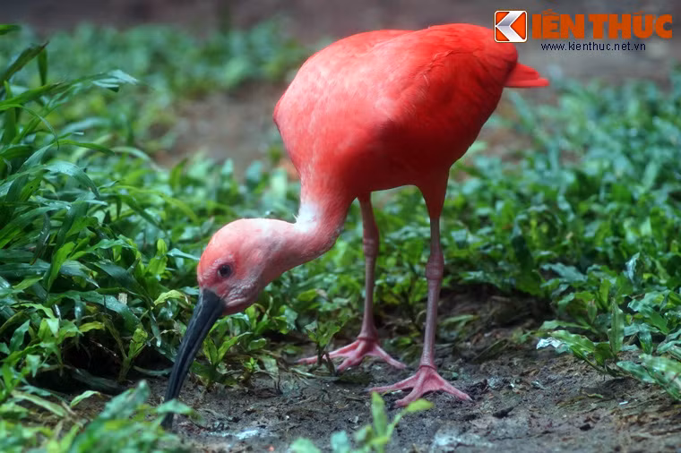 Do màu sắc bắt mắt, loài chim này được nuôi ở rất nhiều vườn thú trên thế giới.