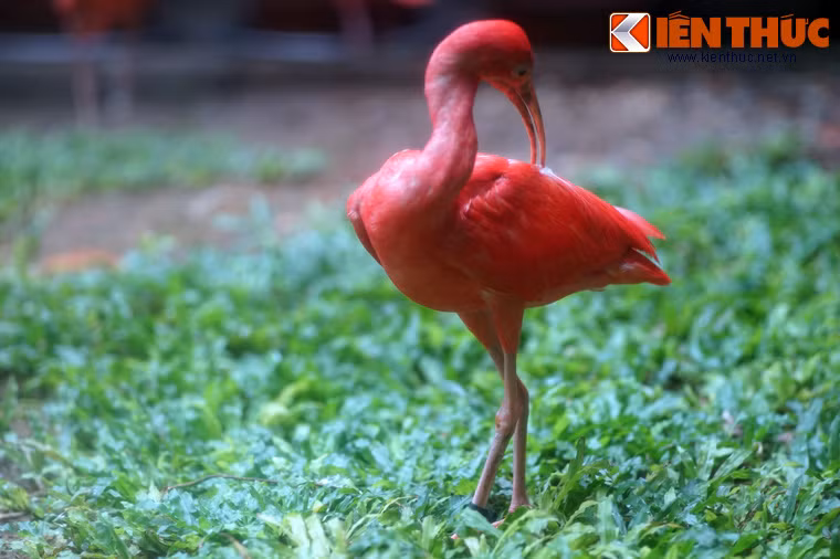 Trong số các loài chim được nuôi ở Thảo Cầm Viên Sài Gòn, cò quăm đỏ là một loài chim rất đặc biệt.