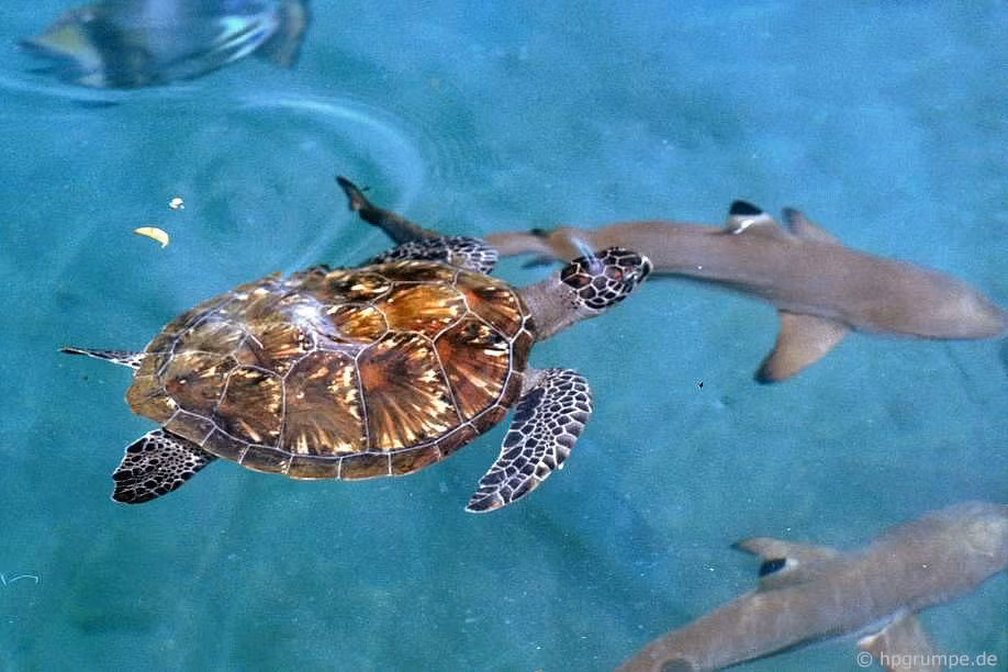 Một con đồi mồi lượn lờ quanh lũ cá mập. Ảnh: Hans-Peter Grumpe.