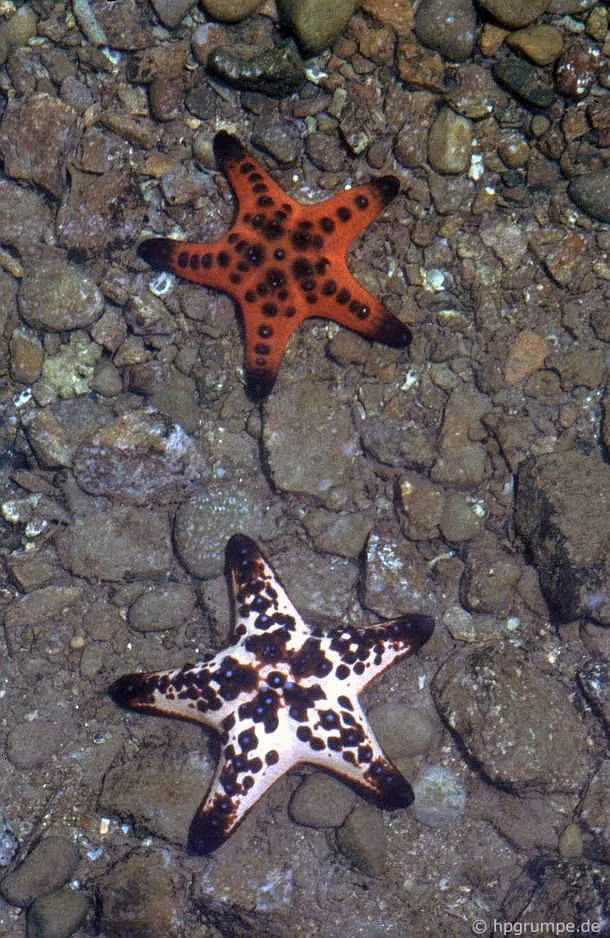 Hồ cá Trí Nguyên gồm một chuỗi hồ nước mặn có điều kiện gần với tự nhiên, giúp du khách quan sát đời sống các loài sinh vật biển một cách rất trực quan. Trong ảnh là hai con sao biển lớn cỡ bàn tay trong một hồ nước. Ảnh: Hans-Peter Grumpe.