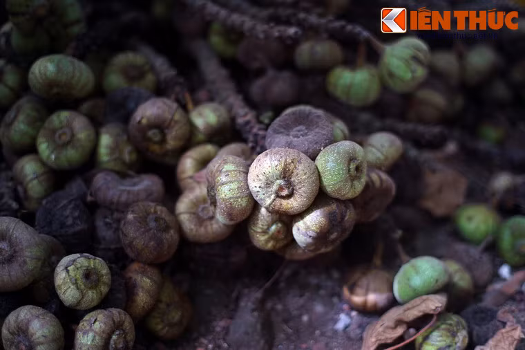 Mỗi chùm vả có hơn cả chục trái xanh tươi, có lông tơ mịn màng, khi chín nẫu thì ngả màu nâu.