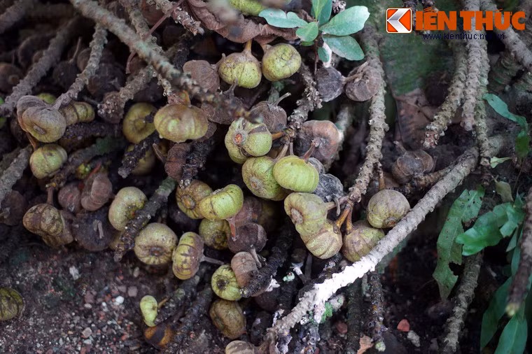 Mùa vả kéo dài từ tháng 12 tới tháng 3. Các thời gian khác trong năm cây vẫn cho trái lai rai.