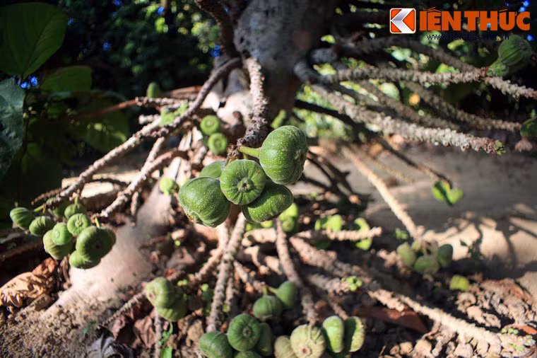 Có khá nhiều người Việt chưa từng nhìn thấy quả vả bao giờ. Nhưng câu "lòng vả như lòng sung" thì hẳn ai cũng đã từng nghe. Vậy quả vả là loại quả như thế nào? (Ảnh trong bài chụp tại TP Huế).