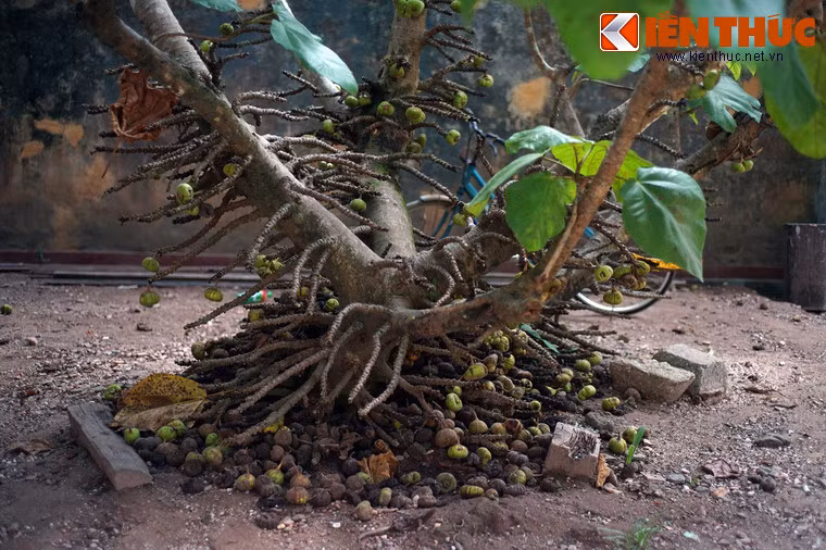 Cũng như quả sung, quả vả mọc thành chùm trên cả cành và thân cây. Đặc biệt, càng gần gốc thì quả càng sai.