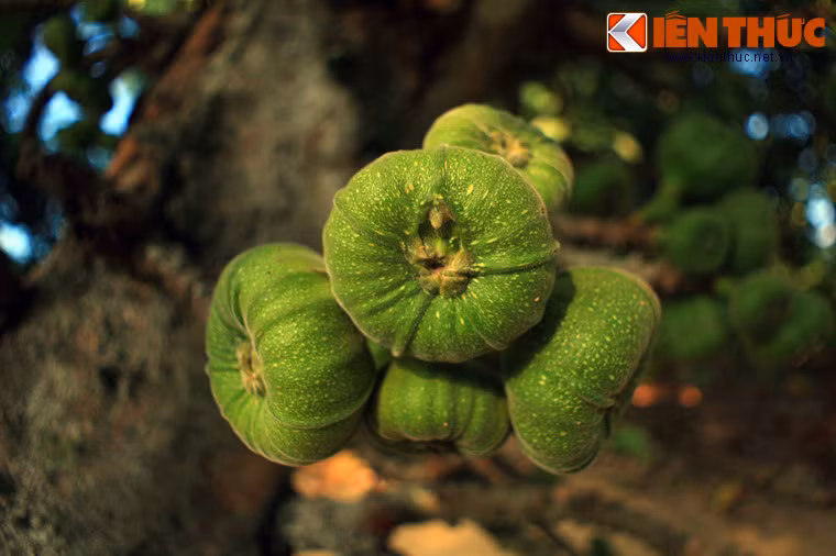 Quả vả trông giống như quả sung, nhưng hơi dẹt và to hơn rất nhiều, cỡ nắm tay trẻ em. Do kích thước khủng nên một số người còn gọi nó là " sung khổng lồ".