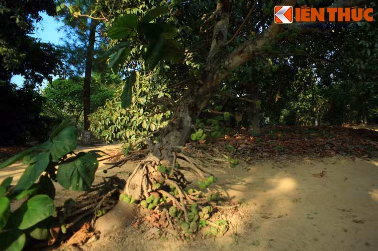 Quả vả là quả cây vả, một loài cây có tên khoa học Ficus auriculata, thuộc chi Ficus. Đây là loài cây bản địa của Việt Nam và các nước khu vực Đông Nam Á.