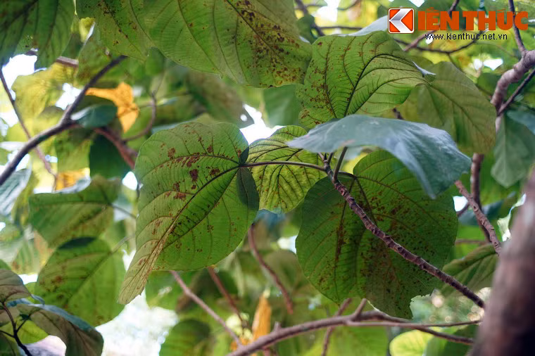 So với lá sung, lá vả cũng có kích thước lớn hơn rất nhiều, hình dáng rộng bản chứ không thuôn thuôn như lá sung.