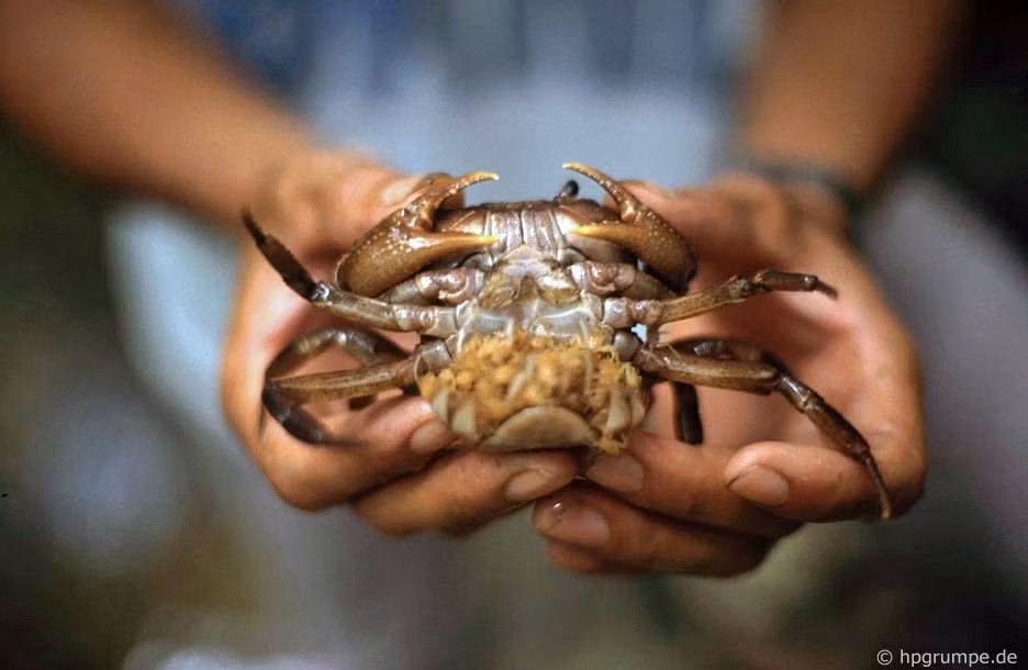 Một cậu bé người địa phương khoe con cua bắt được dưới suối. Dưới bụng con cua này là một lũ những con cua con đang lúc nhúc. Ảnh: Hans-Peter Grumpe.