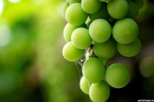 Nho: Ăn nho hằng ngày giúp giảm các cơn đau lưng. Một nghiên cứu của Đại học Ohio cho thấy ăn nho hằng ngày có thể cải thiện lưu thông máu đến vùng lưng dưới, nhờ đó giúp giảm đau lưng.