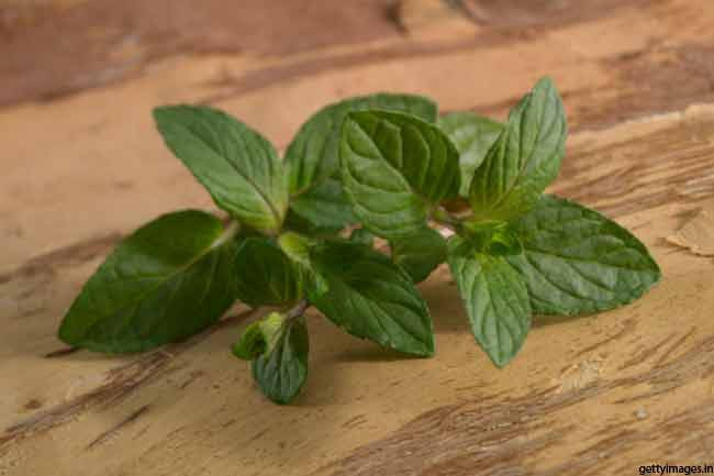 Bạc hà: Nếu bạn đang khốn khổ vì đau răng hay đau cơ, bạc hà là một giải pháp tuyệt vời. Hãy dùng bông gòn thấm dầu bạc hà lên răng đau; hoặc nhỏ một vài giọt tinh dầu bạc hà vào nước tắm để làm dịu cơn đau cơ./.