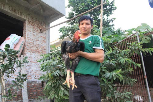 Để nuôi được một con gà Hồ rất khó khăn, thường người nuôi phải mất gần một năm chăm sóc mới có thể bán được. Gà Hồ có mã đẹp, lông bóng mượt, đôi chân to có vảy mịn, bản tròn, thịt có màu hồng, thơm ngon - Ảnh: GĐ&amp;XH.