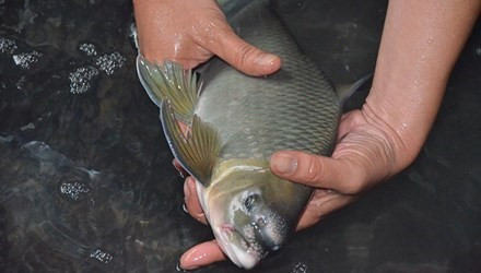 Riêng với những con cá khủng thì siêu hiếm, không phải lúc nào cũng sẵn hàng. Khách muốn ăn cá thường phải “đặt gạch” trước cả 2-3 tháng, thậm chí thời gian đặt lên đến vài tháng - Ảnh: Tiền Phong.