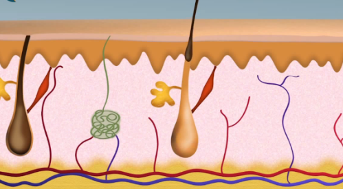 Lông mọc ngược. Cạo và waxing cả hai sẽ gây ra những sợi lông mọc ngược, khi bạn kẹp lông ra khỏi lớp trên cùng của da thì các gốc của lông còn lại cố gắng để phát triển trở lại và mọc ở trên chính nó gây ra tình trạng mọc ngược. Chúng có thể là rất khó coi, khó chịu và rất đau đớn.