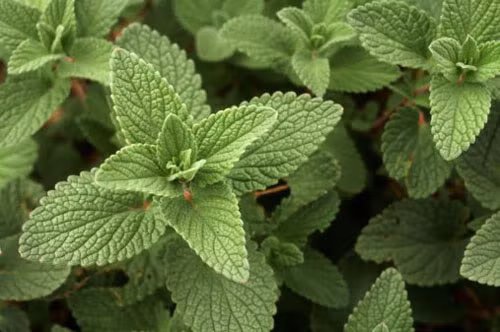 Bạc hà. Bạc hà cũng là một trong các thủ phạm hạn chế nguồn sữa cho con bú của mẹ bởi trong loại cây này có một số thành phần làm giảm lượng sữa của mẹ. Vì thế, nếu mẹ đang cho con bú thì hãy hạn chế sử dụng các thực phẩm có chứa bạc hà, hãy thay thế một tách trà bạc hà bằng một tách trà hoa cúc.