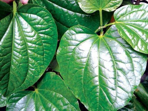 Lá lốt. Lá lốt là một trong những thực phẩm hàng đầu “tiêu diệt” sữa mẹ. Ăn nhiều món ăn chế biến từ lá lốt sẽ khiến ngực mất sữa nhanh chóng, điều này ảnh hưởng đến quá trình tiếp thu dinh dương của trẻ.