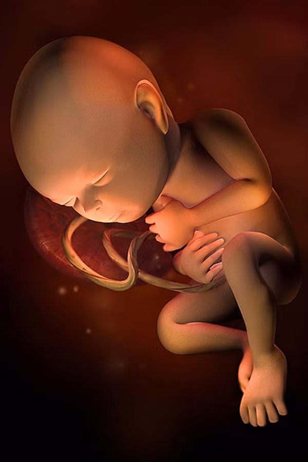 Bé biết đi tè. Từ khi ở trong bụng bé đã biết "sản xuất" nước tiểu rồi. Đầu tiên, bé nuốt một chút nước ối rồi nước ối này được lọc qua thận, sau đó thì thải trở lại tử cung. Quá trình này cứ thế lặp đi lặp lại. Rất nhiều người nói đùa rằng, các bà mẹ nên vui mừng vì bé "tè" lúc này sẽ chẳng gây ra sự phiền toái nào, nhưng chỉ cần bé chào đời thôi là mọi chuyện đã khác rồi.