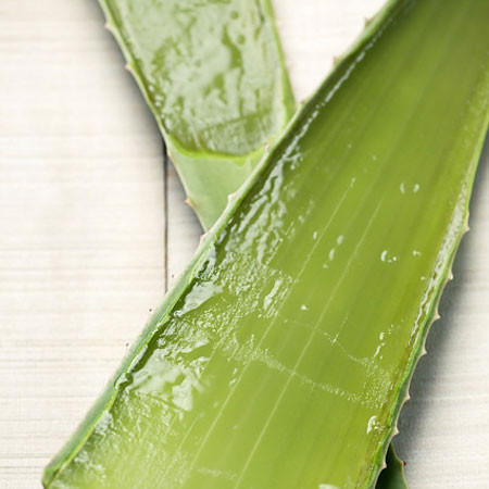 Lô hội: Hay còn gọi là nha đam, có thể chữa viêm nhiễm nướu răng. Lấy một ít gel lô hội xoa nhẹ nhàng vào vùng bị viêm. Hoặc uống nước ép lô hội cũng là cách hiệu quả để trị viêm nướu răng.