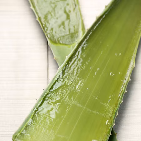 Lô hội: Hay còn gọi là nha đam, có thể chữa viêm nhiễm nướu răng. Lấy một ít gel lô hội xoa nhẹ nhàng vào vùng bị viêm. Hoặc uống nước ép lô hội cũng là cách hiệu quả để trị viêm nướu răng.