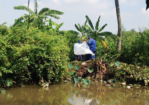 Thi thể người đàn ông bốc mùi giữa ao sen Thi the nguoi dan ong boc mui giua ao sen