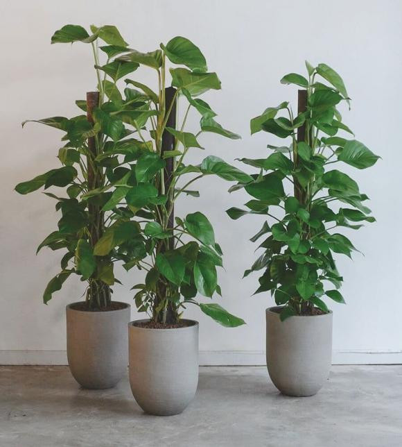 3 loại cây phong thủy đón tài lộc, cực kỳ dễ chăm - Hình 2 3 loai cay phong thuy don tai loc, cuc ky de cham-Hinh-2