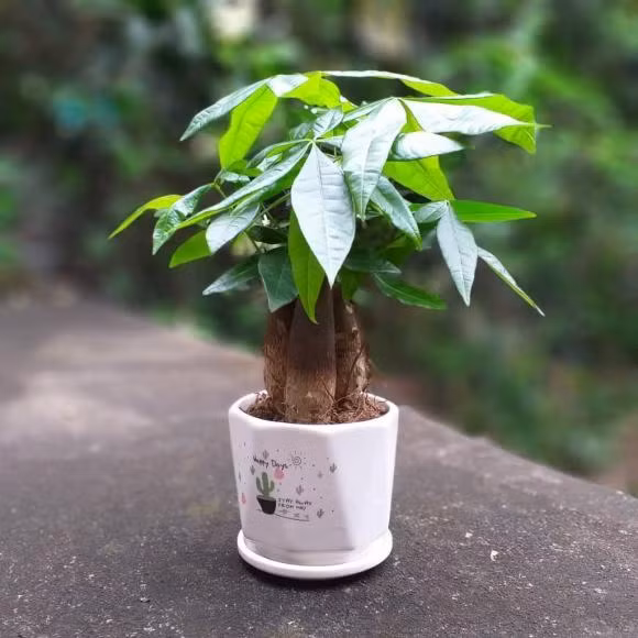 3 loại cây phong thủy đón tài lộc, cực kỳ dễ chăm 3 loai cay phong thuy don tai loc, cuc ky de cham