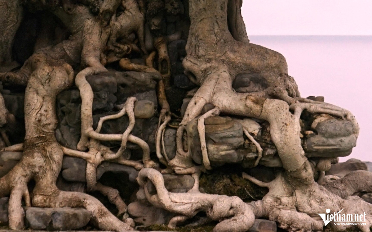 Cây sanh “Ngai vàng đất Việt” được trưng bày giá hàng chục tỷ đồng - Hình 2 Cay sanh “Ngai vang dat Viet” duoc trung bay gia hang chuc ty dong-Hinh-2