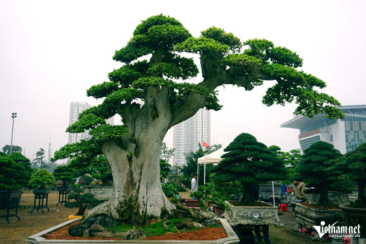 Cây sanh “Ngai vàng đất Việt” được trưng bày giá hàng chục tỷ đồng - Hình 3 Cay sanh “Ngai vang dat Viet” duoc trung bay gia hang chuc ty dong-Hinh-3