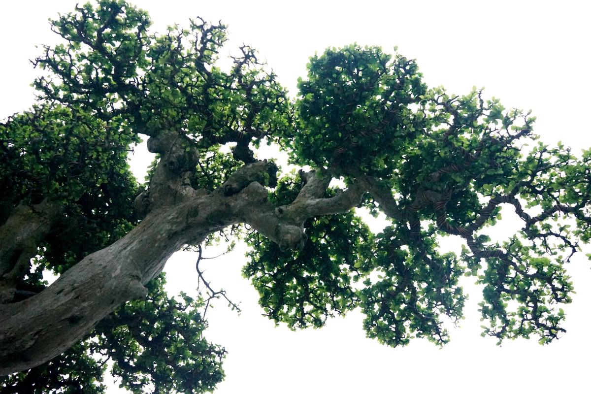 Cây sanh “Ngai vàng đất Việt” được trưng bày giá hàng chục tỷ đồng - Hình 4 Cay sanh “Ngai vang dat Viet” duoc trung bay gia hang chuc ty dong-Hinh-4