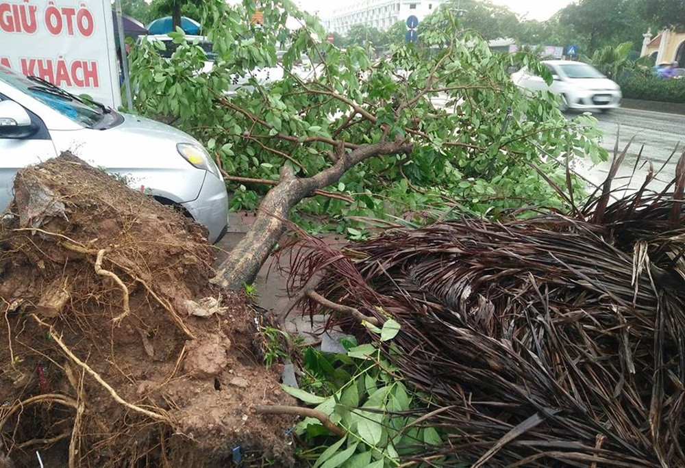 Do mưa gió lớn nên khiến một số cây xanh bị bật gốc, gãy đổ trên đường Lê Trọng Tấn kéo dài.
