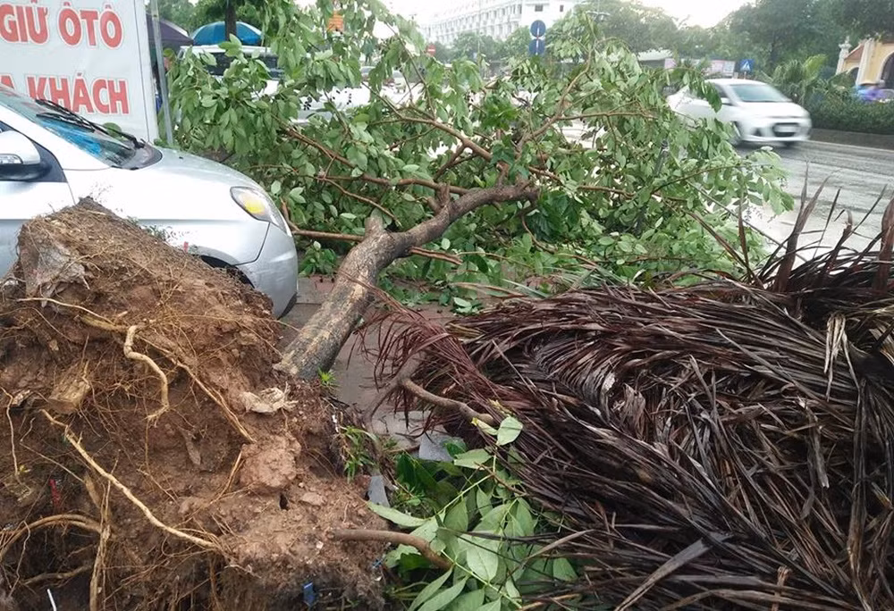Do mưa gió lớn nên khiến một số cây xanh bị bật gốc, gãy đổ trên đường Lê Trọng Tấn kéo dài.