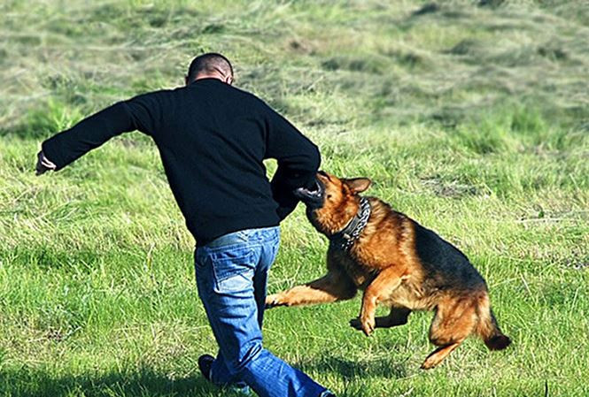 Ca gia dinh o Hoa Binh bi cho dai can, hai nguoi chet