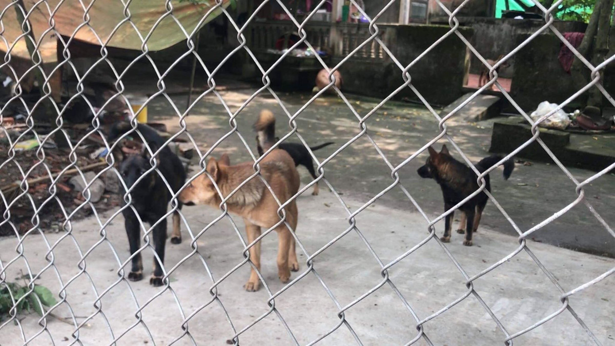 Chu dan cho tan cong be trai tu vong bi xu phat the nao?-Hinh-2