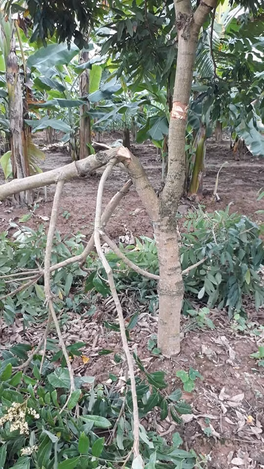 Những tháng ngày qua, ông Mùi và gia đình đã dành nhiều tâm sức để chăm sóc cho cây nhãn, đặc biệt, vụ đầu tiên gia đình thu được khoảng 25 triệu đồng.