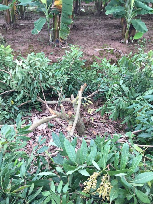 Theo thông tin ban đầu, vụ việc xảy ra vào tối ngày 3/4, số cây nhãn của gia đình ông Mùi đã bị kẻ gian phá hoại nghiêm trọng và không thể khôi phục được.