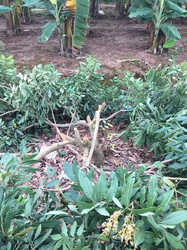 Theo thông tin ban đầu, vụ việc xảy ra vào tối ngày 3/4, số cây nhãn của gia đình ông Mùi đã bị kẻ gian phá hoại nghiêm trọng và không thể khôi phục được.