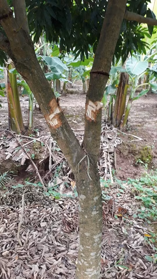 Những cây nhãn to bị kẻ gian chặt vòng quanh thân không thể phục hồi.