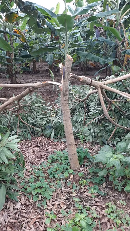 Gia đình ông Mùi đã bỏ số vốn khoảng 150 triệu đồng để đầu tư vào vườn nhãn, nhưng nay có nguy cơ mất sạch do kẻ gian phá hoại.