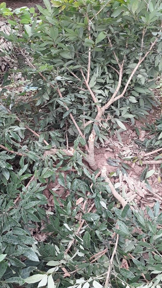 Gần 100 gốc nhãn bị phá hoại gần như không thể phục hồi.