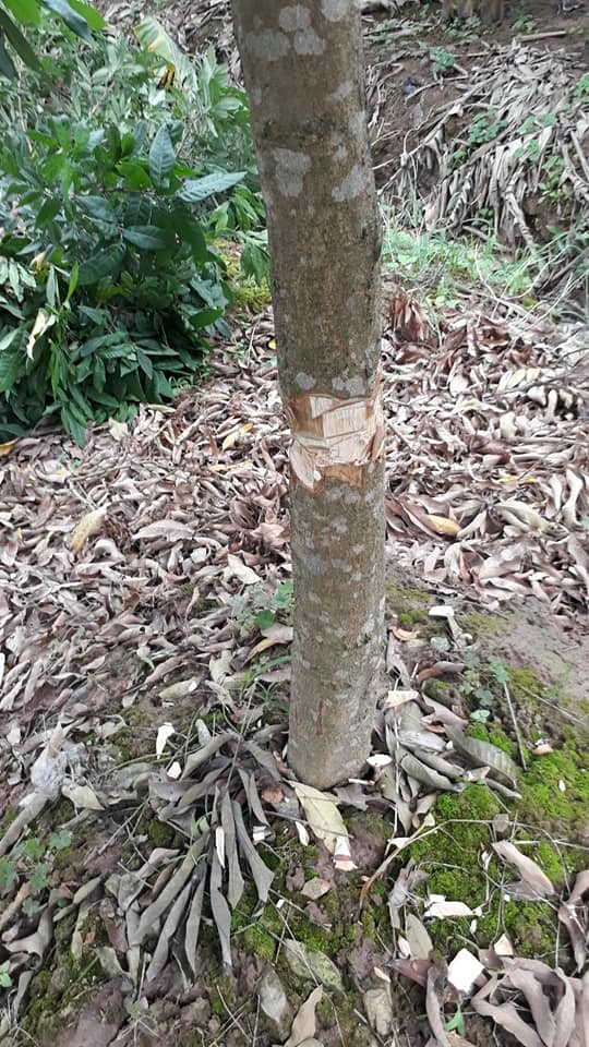 Kẻ gian sử dụng vật sắc nhọn chặt xung quanh thân cây nhãn. Có cây bị chặt nửa chừng hoặc chặt các cành.