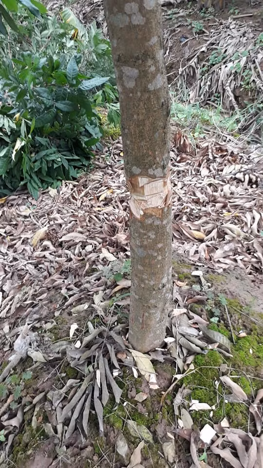 Kẻ gian sử dụng vật sắc nhọn chặt xung quanh thân cây nhãn. Có cây bị chặt nửa chừng hoặc chặt các cành.