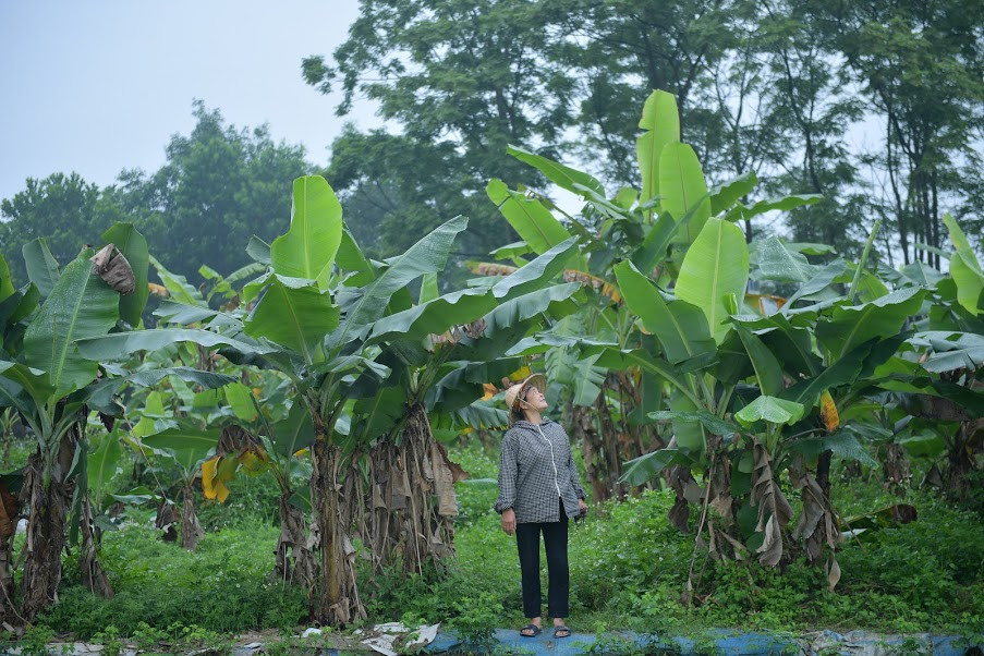 Theo bà Tuyên, trước kia, người ta thường dùng lá chuối để bọc giò chả, gần đây, nhiều cơ sở, siêu thị đã đặt hàng để thay thế cho túi nilon, bảo vệ môi trường.