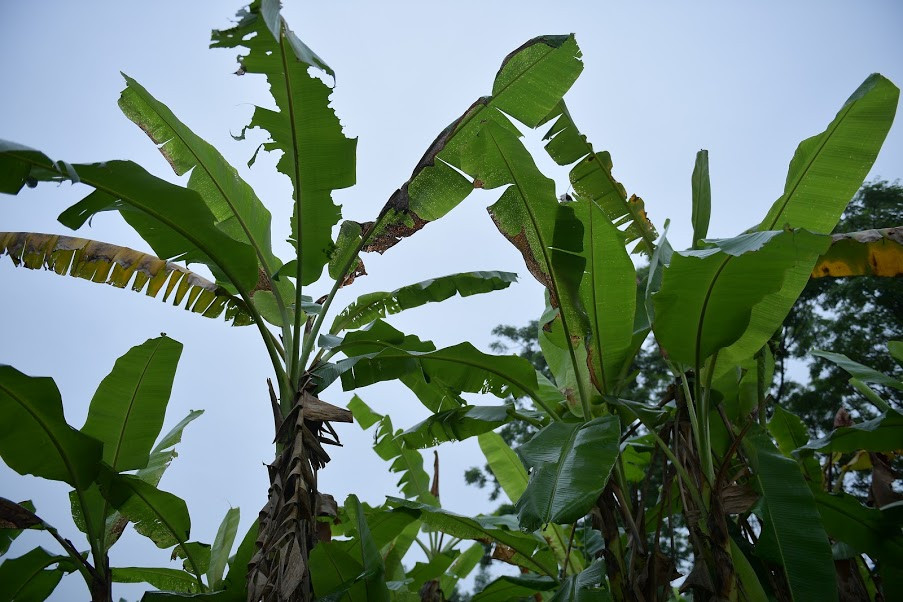 Loại lá chuối mà bà Tuyên lấy là lá chuối Tây, bởi vì lá có phấn bảo vệ được sản phẩm.