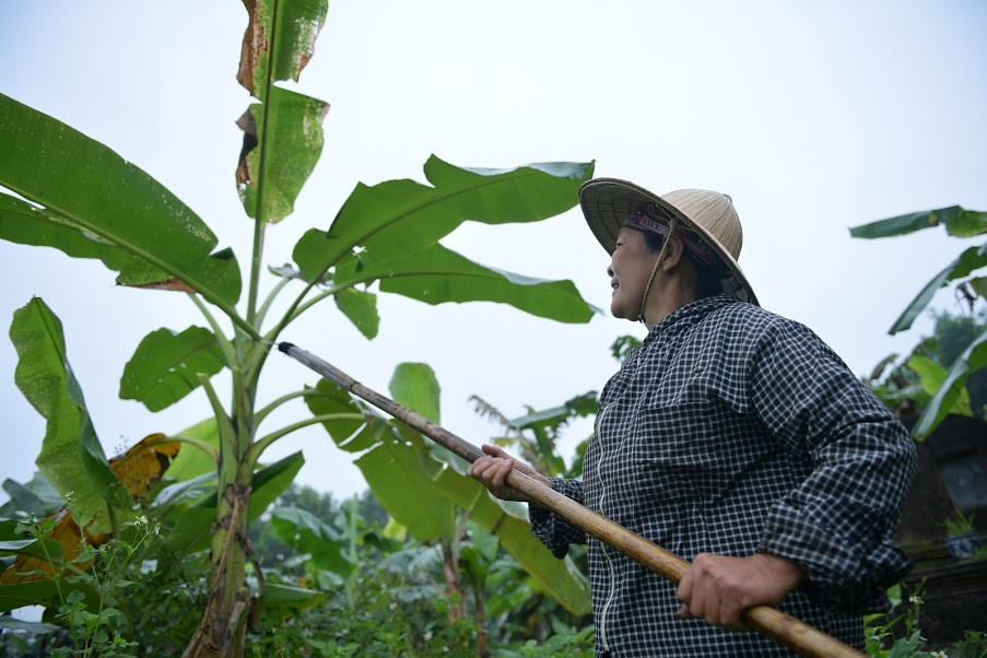 Nếu những lá ở trên cao bà Tuyết sử dụng liềm buộc vào sào tre mới có thể cắt được.